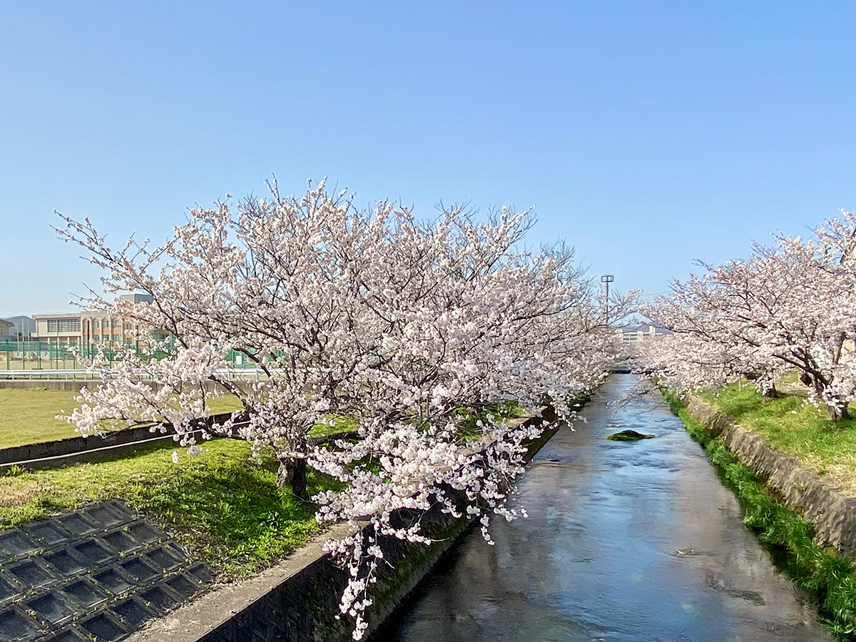 校舎横岸渡川の桜